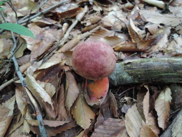 Image of Rubroboletus rhodosanguineus (Both) Kuan Zhao & Zhu L. Yang 2014