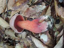 Image of Rubroboletus rhodosanguineus (Both) Kuan Zhao & Zhu L. Yang 2014