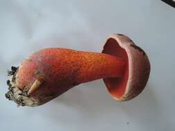 Image of Rubroboletus rhodosanguineus (Both) Kuan Zhao & Zhu L. Yang 2014