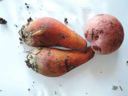 Image of Rubroboletus rhodosanguineus (Both) Kuan Zhao & Zhu L. Yang 2014