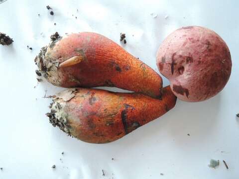 Image of Rubroboletus rhodosanguineus (Both) Kuan Zhao & Zhu L. Yang 2014