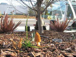 Image of Morchellaceae