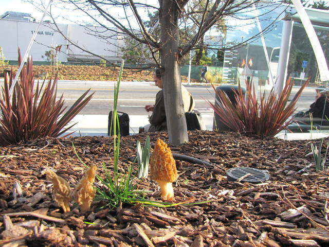 Image of Morchellaceae