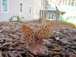 Image of Morchellaceae