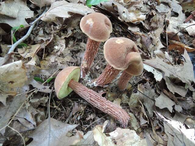 Sivun Aureoboletus russellii (Frost) G. Wu & Zhu L. Yang 2016 kuva