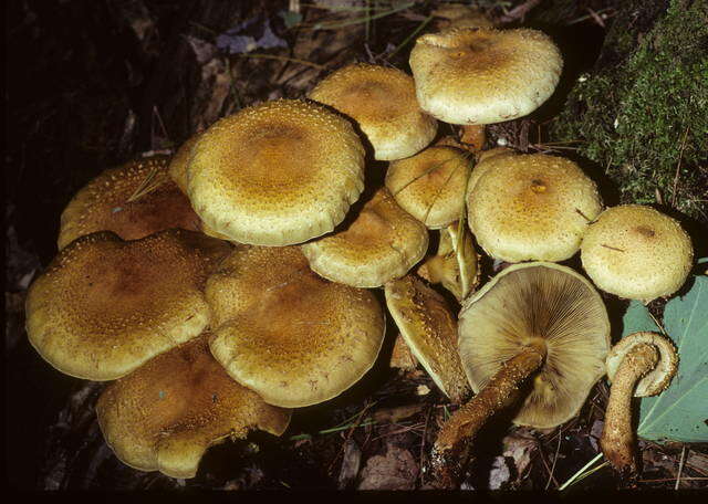 Pholiota resmi