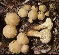 Pholiota resmi