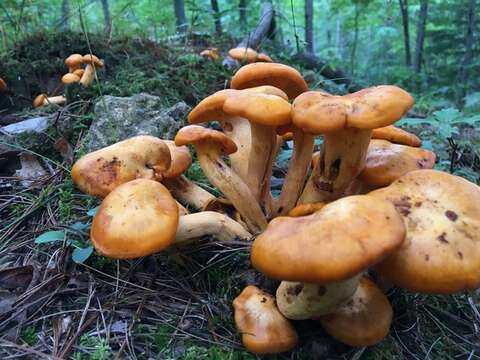 Image of Omphalotus