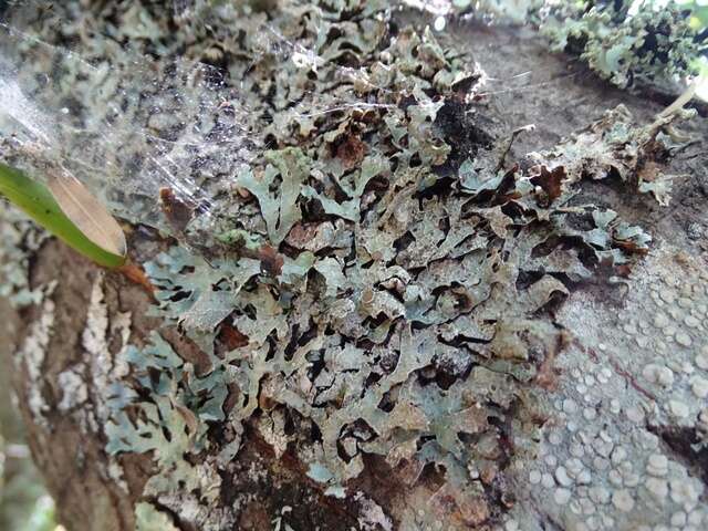 Image of shield lichen