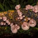 Plancia ëd <i>Mycena lumina</i>