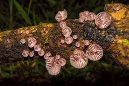 Image of <i>Mycena lumina</i>