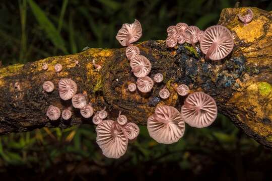 Sivun <i>Mycena lumina</i> kuva