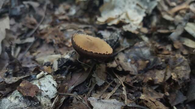 Plancia ëd Sarcosomataceae