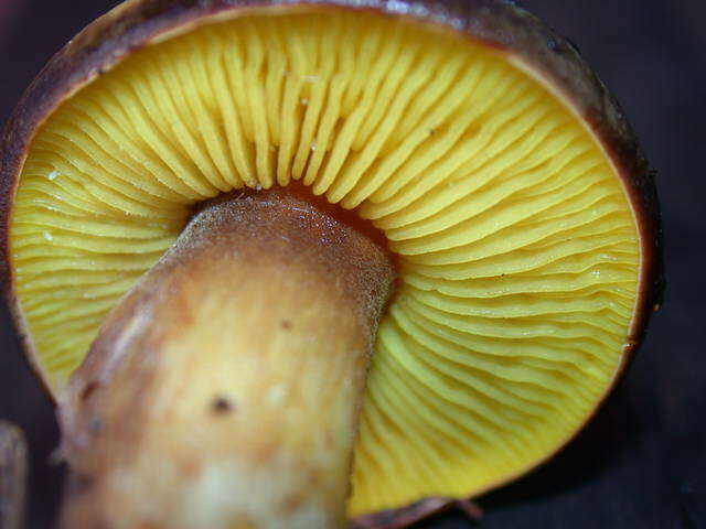 Phylloporus arenicola A. H. Sm. & Trappe 1972的圖片