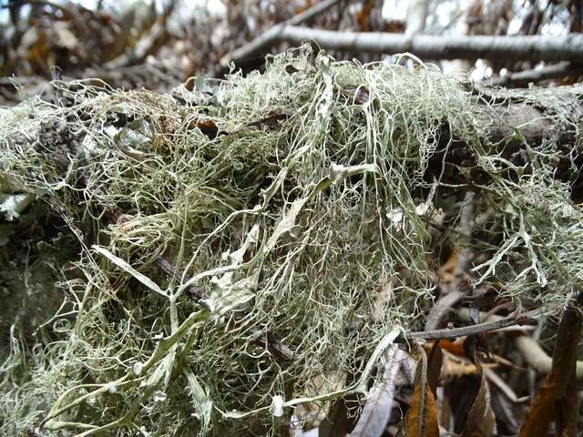 Image of Fishnet;   Menzies' cartilage lichen