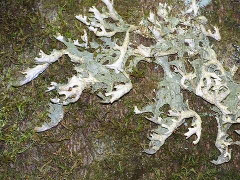 Image of lung lichen