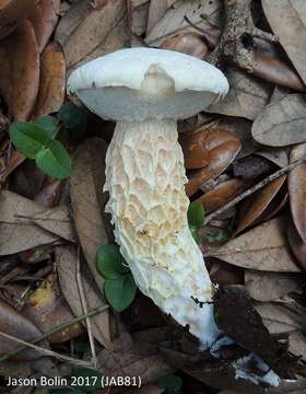 Image of Austroboletus