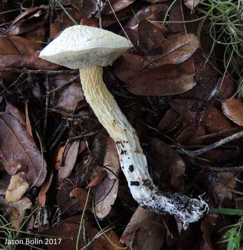 Image of Austroboletus