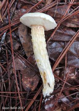 Image of Austroboletus