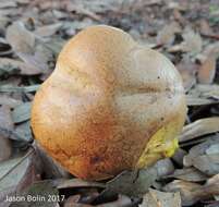 Sivun Boletus luridellus (Murrill) Murrill 1938 kuva