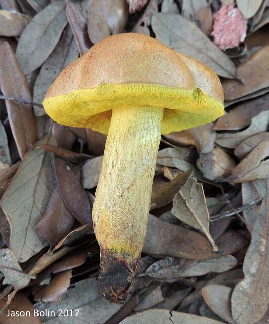 Image of Boletus luridellus (Murrill) Murrill 1938