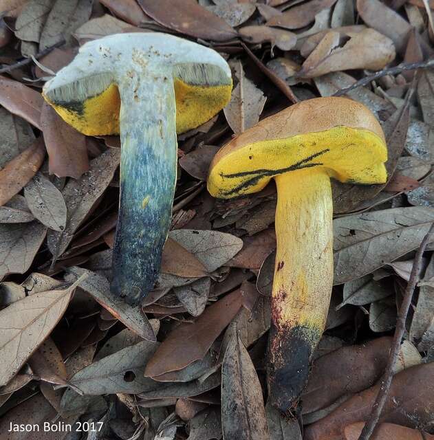 Sivun Boletus luridellus (Murrill) Murrill 1938 kuva