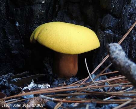 Image of Buchwaldoboletus