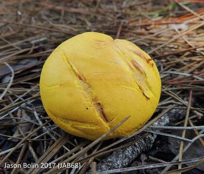 Image of Buchwaldoboletus