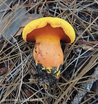 Image of Buchwaldoboletus