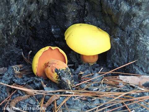 Image of Buchwaldoboletus