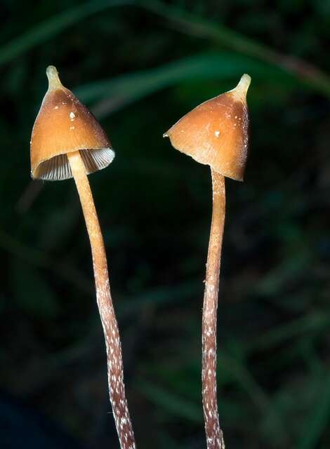 Image of <i>Psilocybe hoogshagenii</i>