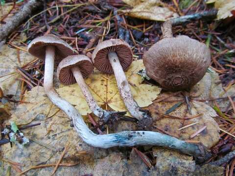 Image of Inocybe