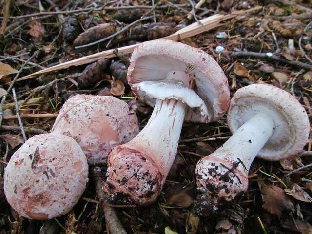 Plancia ëd Amanita novinupta Tulloss & J. Lindgr. 1994