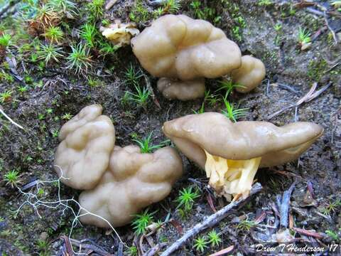 Image de Gyromitra californica (W. Phillips) Raitv. 1965