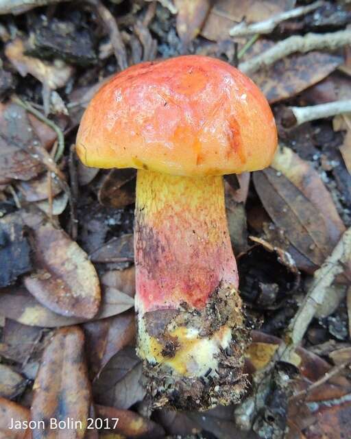 Image of Butyriboletus floridanus (Singer) G. Wu, Kuan Zhao & Zhu L. Yang 2016