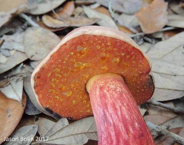 Image of Butyriboletus floridanus (Singer) G. Wu, Kuan Zhao & Zhu L. Yang 2016