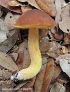 Leccinum rubropunctum (Peck) Singer 1947的圖片