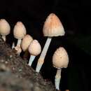 Image of Coprinopsis mexicana (Murrill) Redhead, Vilgalys & Moncalvo 2001