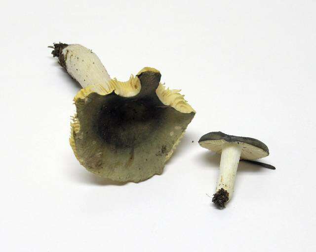 صورة Russula aeruginea Lindblad ex Fr. 1863