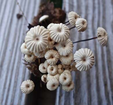 Image of Marasmius