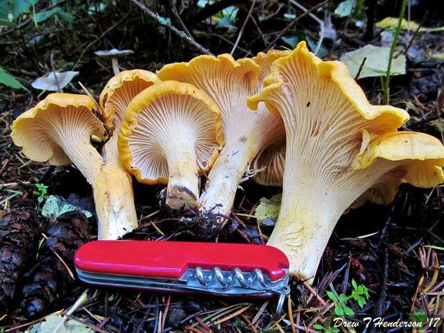 Image of Cantharellus cascadensis Dunham, O'Dell & R. Molina 2003