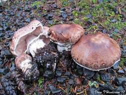 Agaricus subrutilescens (Kauffman) Hotson & D. E. Stuntz 1938 resmi