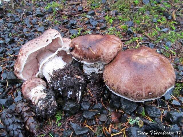 Plancia ëd Agaricus subrutilescens (Kauffman) Hotson & D. E. Stuntz 1938