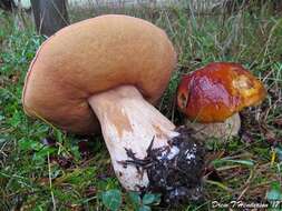 Image of Boletus