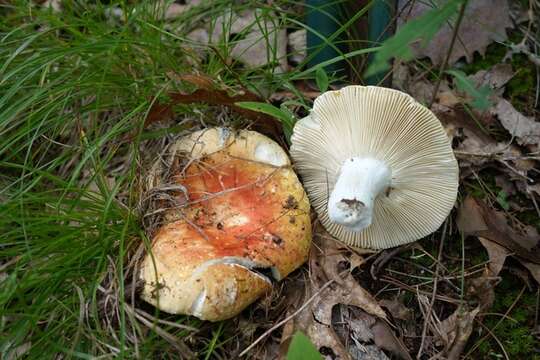 Image of Russula decolorans (Fr.) Fr. 1838