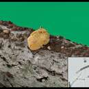 Thuemenella cubispora (Ellis & Holw.) Boedijn 1964的圖片