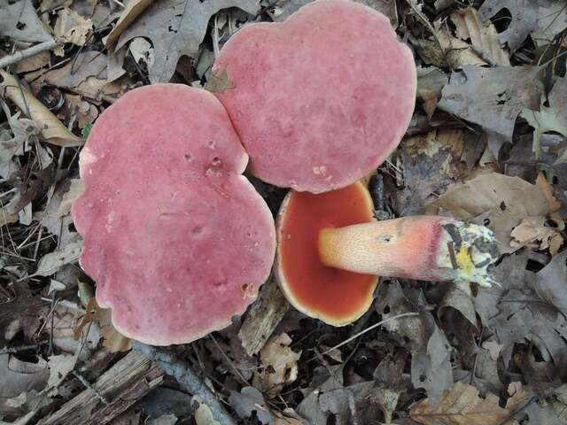 Image of Rubroboletus rhodosanguineus (Both) Kuan Zhao & Zhu L. Yang 2014