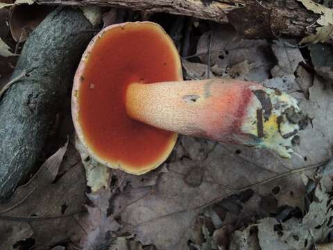 Image of Rubroboletus rhodosanguineus (Both) Kuan Zhao & Zhu L. Yang 2014