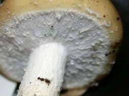 Image of Stropharia