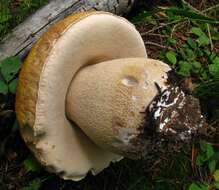 Image of Porcini and Allies